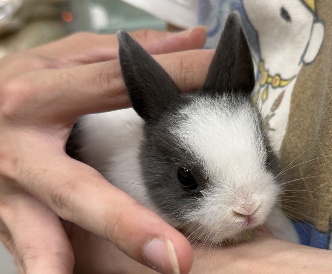 rabbt​［ラビット］​グレージュ Amazon | [アニヤ ハインドマーチ] 折財布 レディース RABBIT