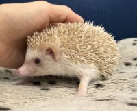 ハリネズミ（当店産ベビー：シナモン♂）懐っこいです♪の画像5