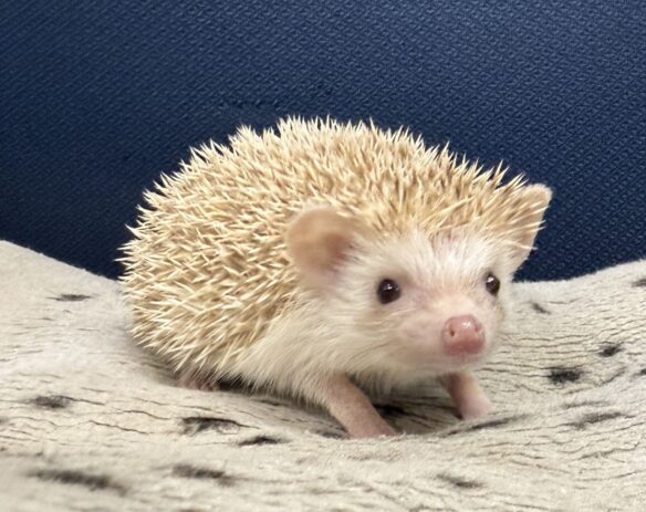 ハリネズミ（当店産ベビー：シナモン♂）懐っこいです♪のメイン画像
