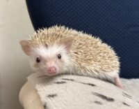 ハリネズミ（当店産ベビー：シナモン♂）懐っこいです♪の画像1