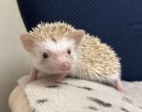 ハリネズミ（当店産ベビー：シナモン♂）懐っこいです♪の画像6