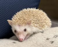 ハリネズミ（当店産ベビー：シナモン♂）懐っこいです♪の画像9