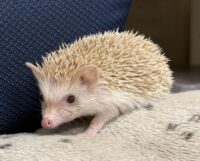 ハリネズミ（当店産ベビー：シナモン♂）懐っこいです♪の画像7