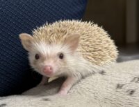 ハリネズミ（当店産ベビー：シナモン♂）懐っこいです♪の画像2