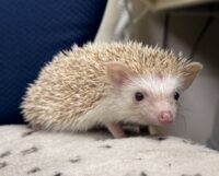 ハリネズミ（当店産ベビー：シナモン♂）懐っこいです♪の画像8