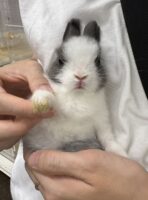 タイニーラビット　グレー×ホワイトヘアベビー♀　激かわっ❤の画像1