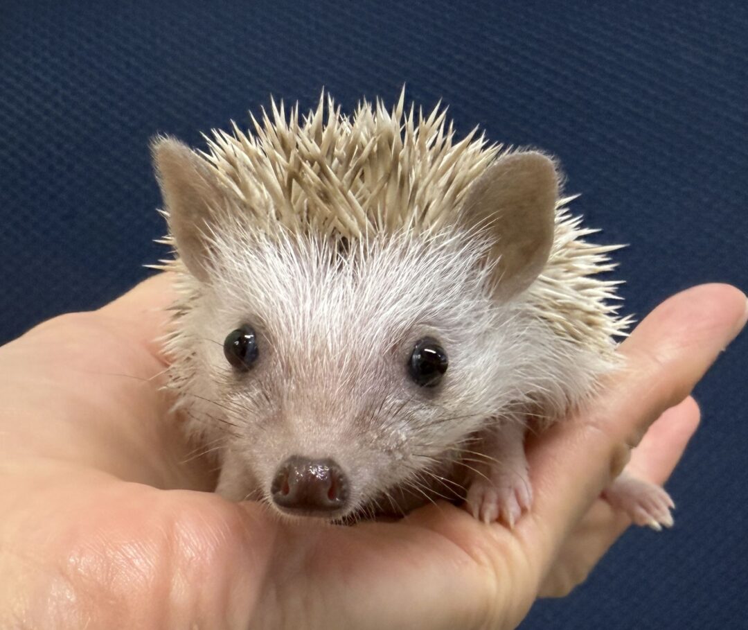 ハリネズミ（当店産ベビー：シナモンパイド♀）懐っこいです♪のメイン画像
