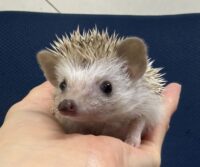 ハリネズミ（当店産ベビー：シナモンパイド♀）懐っこいです♪の画像7
