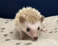 ハリネズミ（当店産ベビー：シナモンパイド♀）懐っこいです♪の画像1