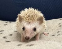 ハリネズミ（当店産ベビー：シナモンパイド♀）懐っこいです♪の画像2