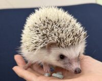 ハリネズミ（国産：ピント♂）の画像1