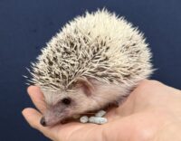 ハリネズミ(国産:ピント♂)の画像5