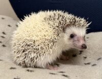 ハリネズミ(国産:ピント♂)の画像8