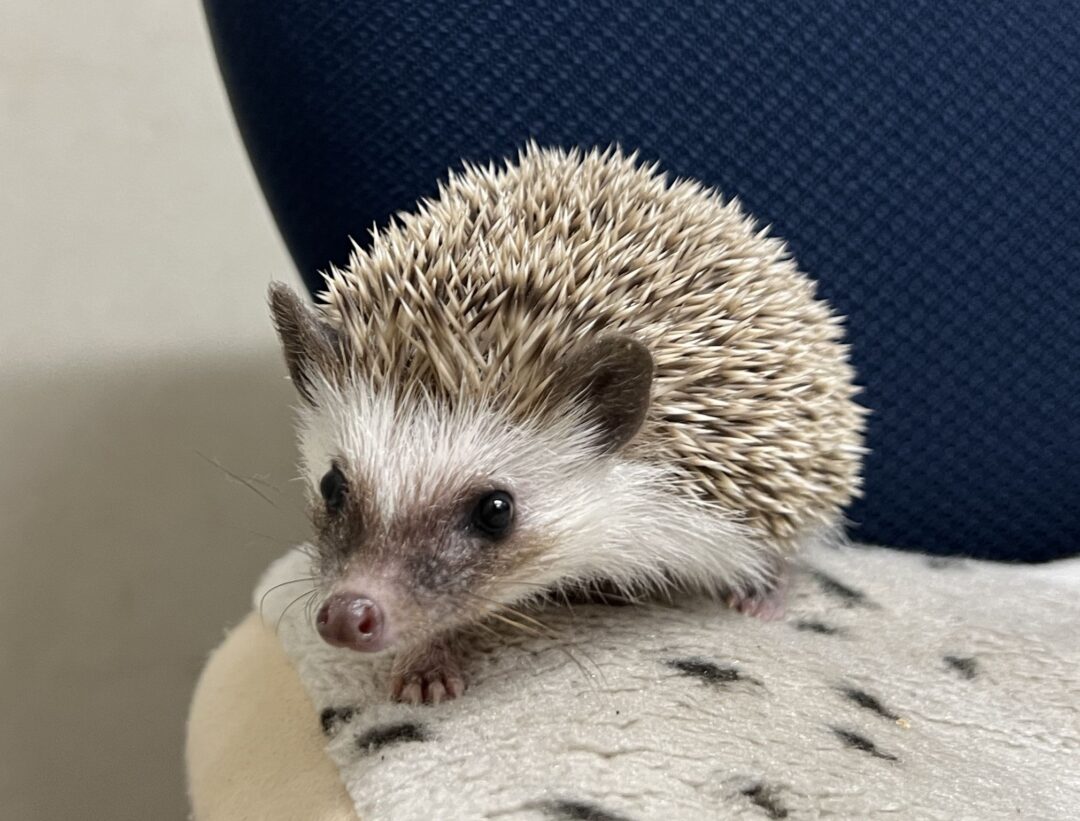 ハリネズミ（カナダ産：ブラウン♂）超懐っこいです♪ | ピュアアニマル