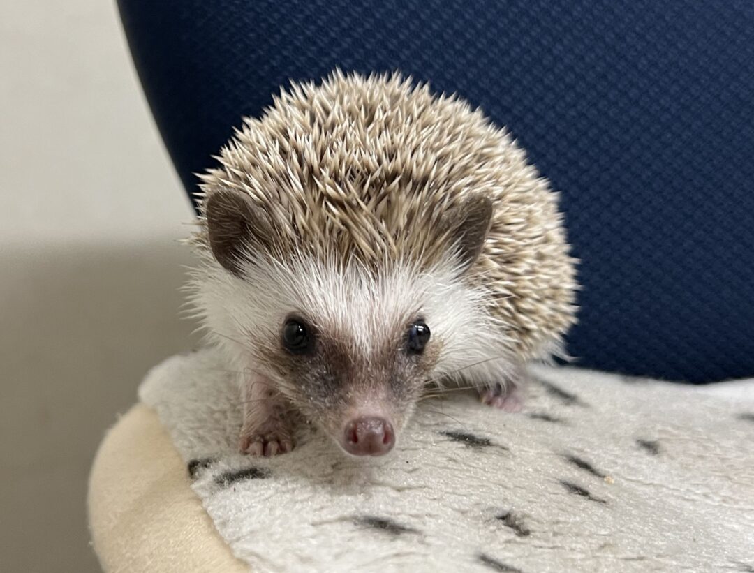 ハリネズミ（カナダ産：ブラウン♂）超懐っこいです♪ | ピュアアニマル