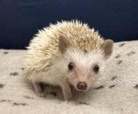 ハリネズミ（当店産ベビー：シナモンパイド♀）懐っこいです♪の画像4