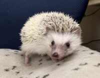 ハリネズミ(国産:ピント♂)の画像7