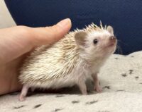 ハリネズミ（当店産ベビー：シナモンパイド♀）懐っこいです♪の画像6
