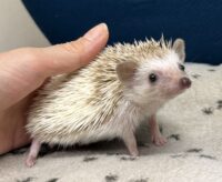ハリネズミ（当店産ベビー：シナモンパイド♀）懐っこいです♪の画像3