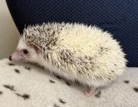 ハリネズミ(国産:ピント♂)の画像4