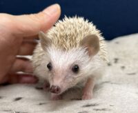 ハリネズミ（当店産ベビー：シナモンパイド♀）懐っこいです♪の画像8