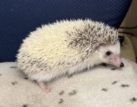 ハリネズミ（国産：ピント♂）の画像3
