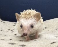 ハリネズミ（当店産ベビー：シナモンパイド♀）懐っこいです♪の画像9