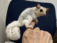 フクロモモンガの画像2