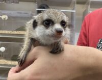 ミーアキャットベビー♂♀（2025年6月産まれ）の画像2