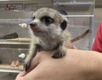 ミーアキャットベビー♂♀（2025年6月産まれ）の画像4
