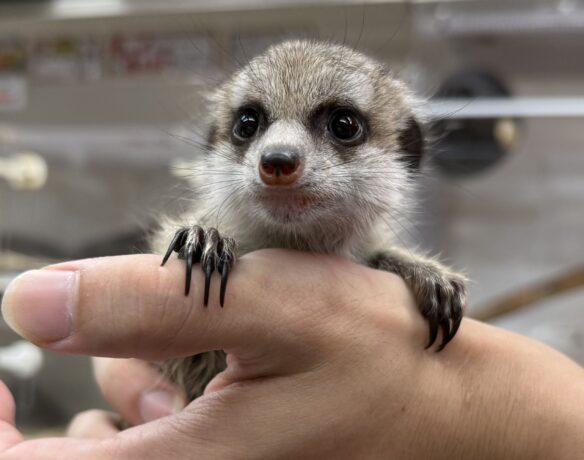 ミーアキャットベビー♂♀（2025年6月産まれ）のメイン画像