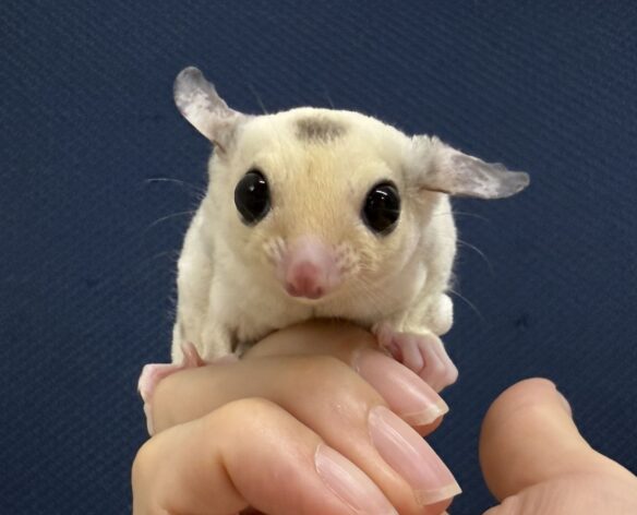 フクロモモンガのメイン画像