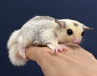 フクロモモンガの画像6