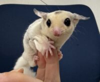 フクロモモンガの画像5