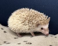 ハリネズミ（国産ベビー：シナモンパイド♀）の画像3