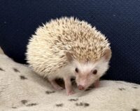 ハリネズミ(国産ベビー:シナモンパイド♀)の画像4