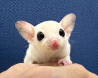 フクロモモンガの画像1