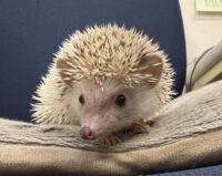 ハリネズミ(国産ベビー:シナモンパイド♀)の画像7