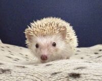 ハリネズミ(国産ベビー:シナモンパイド♀)の画像6