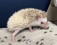 ハリネズミ(国産ベビー:シナモンパイド♀)の画像10