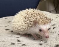 ハリネズミ(国産ベビー:シナモンパイド♀)の画像8