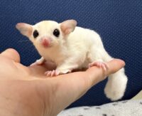 フクロモモンガの画像9