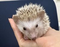 ハリネズミ(国産ベビー:シナモンパイド♀)の画像9