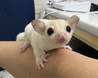 フクロモモンガの画像2