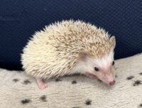 ハリネズミ(国産ベビー:シナモンパイド♀)の画像11
