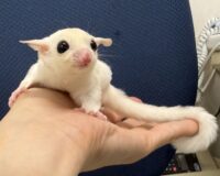 フクロモモンガの画像6