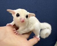 フクロモモンガの画像3