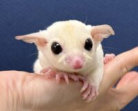 フクロモモンガの画像7