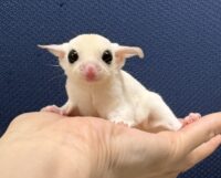 フクロモモンガの画像5