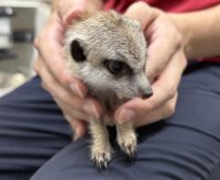 ミーアキャットベビー♂♀（2025年6月産まれ）の画像9